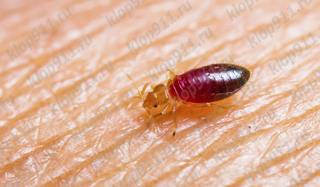 Larva de percevejo