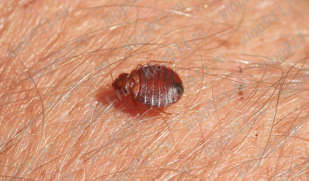 Percevejo se preparando para picar
