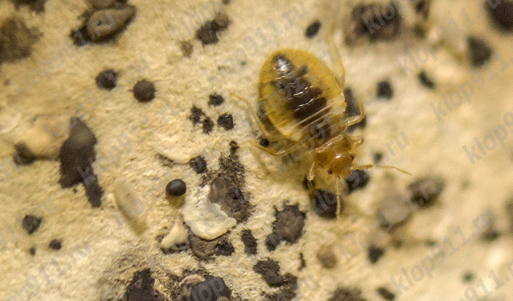 Larva de percevejo de cama