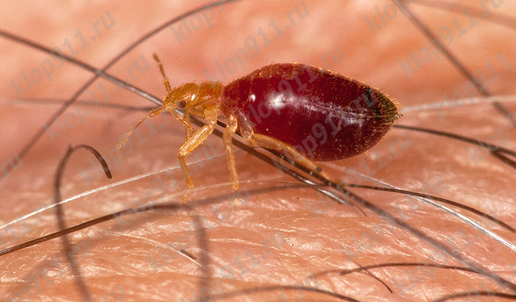 Larva de percevejo após se alimentar