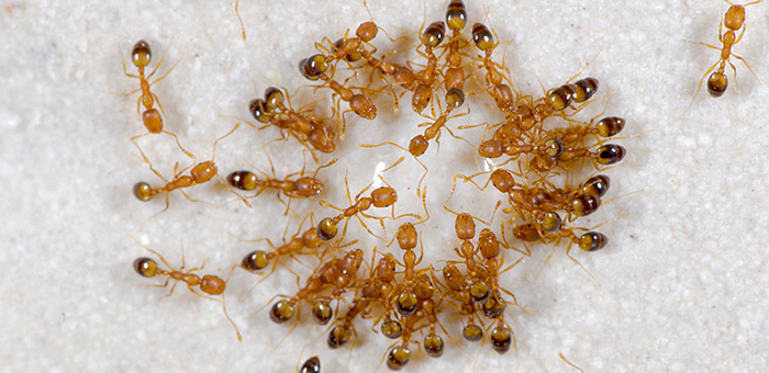 Formigas