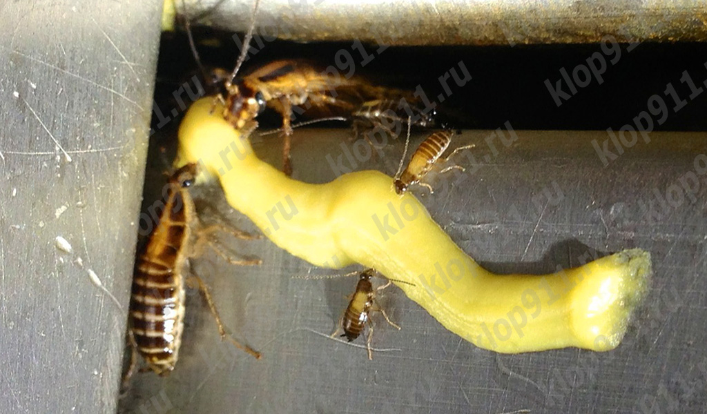 Baratas comendo o gel