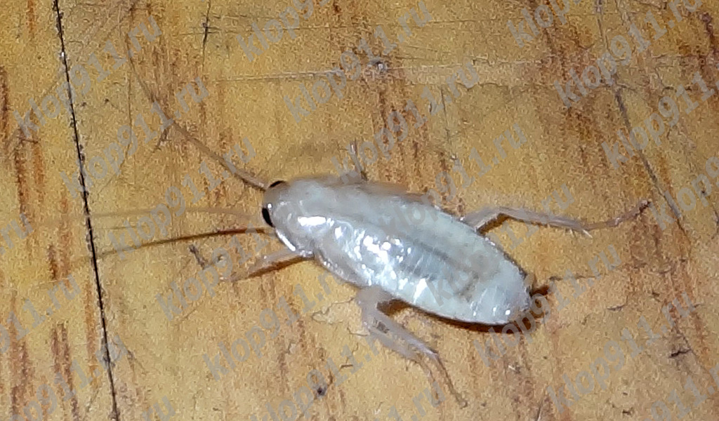 Barata albina