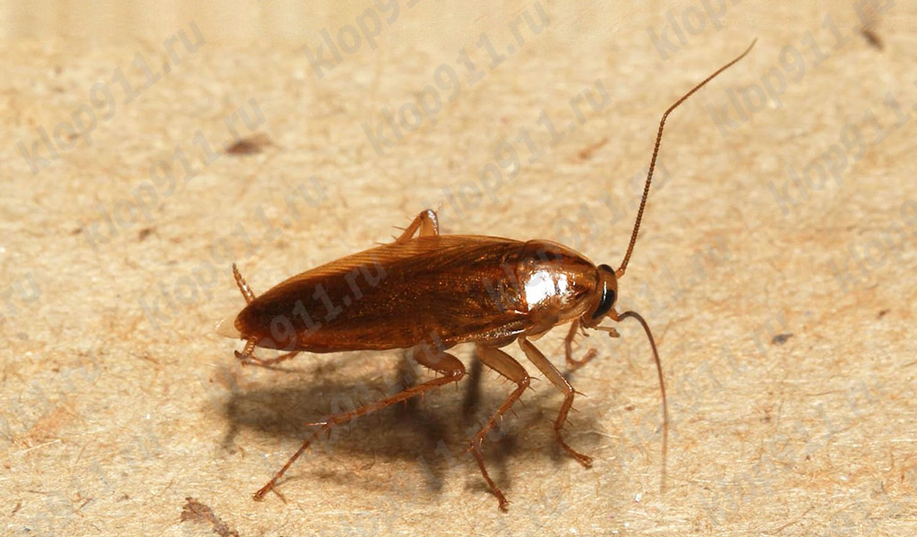 Barata ruiva
