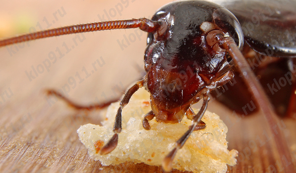 Barata comendo pão (fotografia macro)