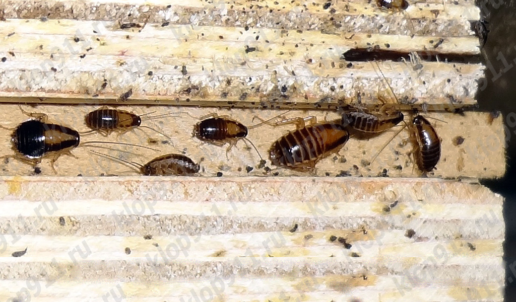 Acúmulo de ninfas de barata ruiva em móveis