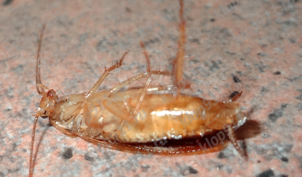 Barata morta