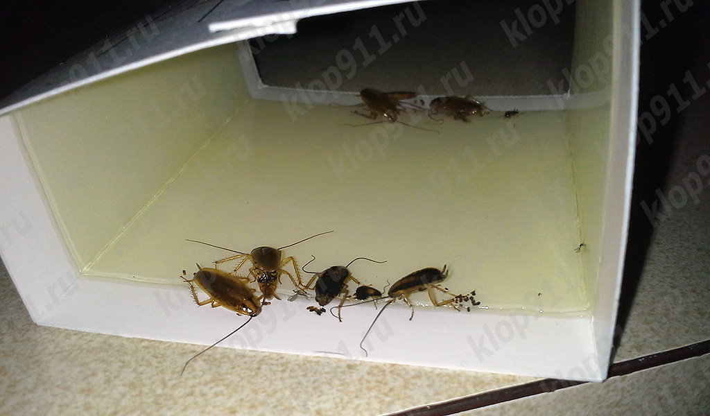 Armadilha adesiva