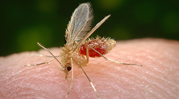 Insetos