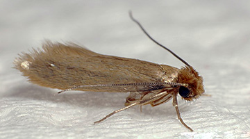 Traças